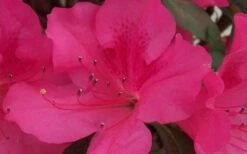 Autumn Sangria Encore Azalea - 1 Gallon Pot -Garden Plant Shop Encore Azalea Autumn Sangria 5 1