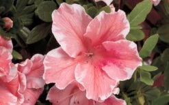 Autumn Sunburst Encore Azalea - 6 Pack Of 1 Gallon Pots -Garden Plant Shop Encore Azalea Autumn Sunburst 5 1