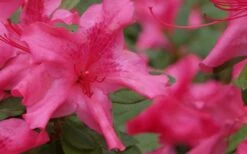 Autumn Sundance Encore Azalea - 1 Gallon Pot -Garden Plant Shop Encore Azalea Autumn Sundance 51