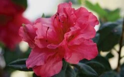 Autumn Rouge Encore Azalea - 3 Gallon Pot -Garden Plant Shop Encore Azalea Autumn20Rouge 1