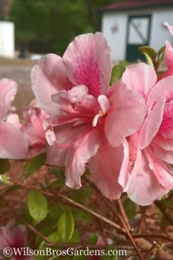 Autumn Belle Encore Azalea - 3 Gallon Pot -Garden Plant Shop Encore Azalea Belle 3 500x750 1