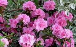 Autumn Carnation Encore Azalea - 2 Gallon Pot -Garden Plant Shop Encore Azalea Carnation 1