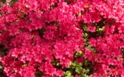 Autumn Cheer Encore Azalea - 1 Gallon Pot -Garden Plant Shop Encore Azalea Cheer 1