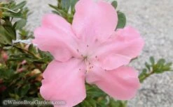 Autumn Debutante Encore Azalea - 1 Gallon -Garden Plant Shop Encore Azalea Debutante 3 50