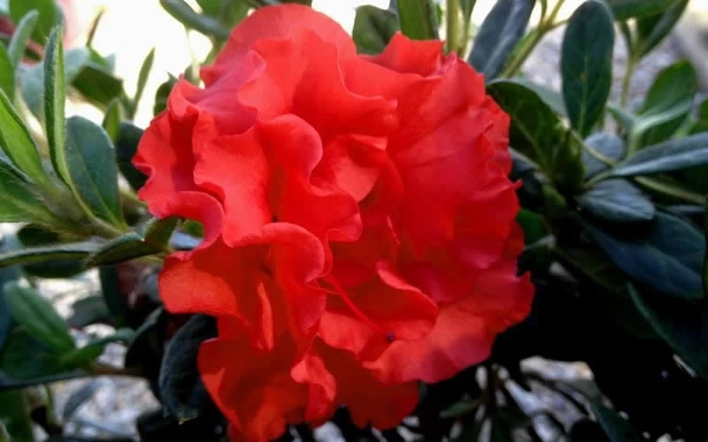 Autumn Embers Encore Azalea - 2 Gallon 5 Autumn Embers Encore Azalea - 2 Gallon - Image 5