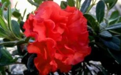 Autumn Embers Encore Azalea - 6 Pack Of 1 Gallon Pots -Garden Plant Shop Encore Azalea Embers 1