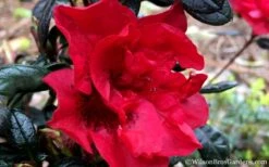 Autumn Fire Encore Azalea - 1 Gallon Pot 11 Autumn Fire Encore Azalea - 1 Gallon Pot -Garden Plant Shop Encore Azalea Fire