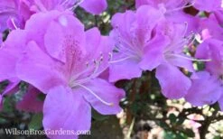 Autumn Lilac Encore Azalea - 3 Gallon Pot -Garden Plant Shop Encore Azalea Lilac 8