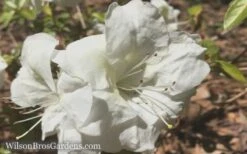 Autumn Moonlight Encore Azalea - 2 Gallon Pot -Garden Plant Shop Encore Azalea Moonlight 5 2