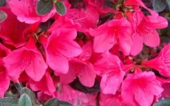 Autumn Ruby Encore Azalea - 3 Gallon Pot -Garden Plant Shop Encore Azalea Ruby