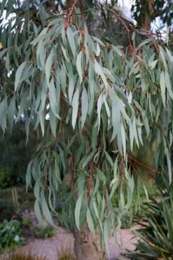 Angus Cold Hardy Eucalyptus Tree (Eucalyptus Nicholii) - 5 Gallon Pot 15 Angus Cold Hardy Eucalyptus Tree (Eucalyptus Nicholii) - 5 Gallon Pot -Garden Plant Shop Eucalyptus Angus 15