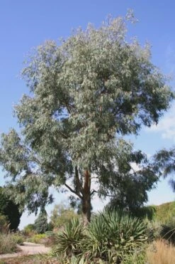 Angus Cold Hardy Eucalyptus Tree (Eucalyptus Nicholii) - 5 Gallon Pot 14 Angus Cold Hardy Eucalyptus Tree (Eucalyptus Nicholii) - 5 Gallon Pot -Garden Plant Shop Eucalyptus Angus 16
