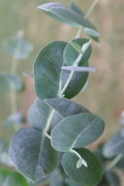Big O Cold Hardy Eucalyptus Tree (Eucalyptus Neglecta) - 3 Quart Pot -Garden Plant Shop Eucalyptus Big O 3 500x750 1