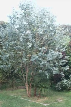 Big O Cold Hardy Eucalyptus Tree (Eucalyptus Neglecta) - 5 Gallon Pot (5-6') -Garden Plant Shop Eucalyptus Big O 5 500x750 3