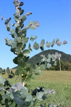 Big O Cold Hardy Eucalyptus Tree (Eucalyptus Neglecta) - 3 Gallon Pot 13 Big O Cold Hardy Eucalyptus Tree (Eucalyptus Neglecta) - 3 Gallon Pot -Garden Plant Shop Eucalyptus Big O Cold 2 500x750 6