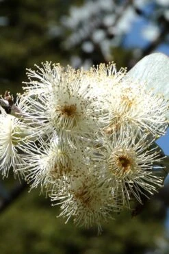 Bluey Cold Hardy Eucalyptus Tree (Eucalyptus Pulverulenta) - Quart Pot 16 Bluey Cold Hardy Eucalyptus Tree (Eucalyptus Pulverulenta) - Quart Pot -Garden Plant Shop Eucalyptus Bluey 6