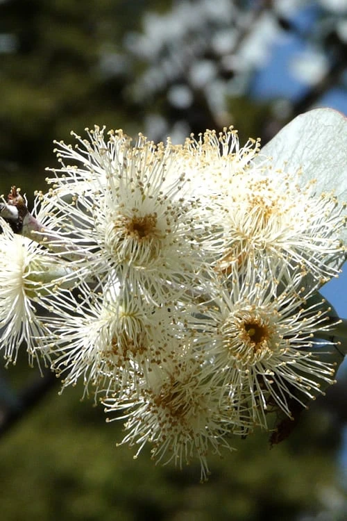 Bluey Cold Hardy Eucalyptus Tree (Eucalyptus Pulverulenta) - Quart Pot 8 Bluey Cold Hardy Eucalyptus Tree (Eucalyptus Pulverulenta) - Quart Pot - Image 8