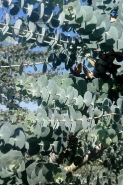 Bluey Cold Hardy Eucalyptus Tree (Eucalyptus Pulverulenta) - 3 Gallon Pot -Garden Plant Shop Eucalyptus Bluey 8 4