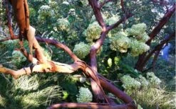 Funky Monkey Cold Hardy Eucalyptus Tree (Eucalyptus Parvula) - 5 Gallon Pot -Garden Plant Shop Eucalyptus Funky Monkey Branches 4