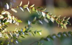 Funky Monkey Cold Hardy Eucalyptus Tree (Eucalyptus Parvula) - 5 Gallon Pot -Garden Plant Shop Eucalyptus Funky Monkey Leaves 4