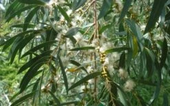 Funky Monkey Cold Hardy Eucalyptus Tree (Eucalyptus Parvula) - 6 Pack Of 1 Gallon Pots -Garden Plant Shop Eucalyptus Funky Monkey Leaves Mature 1