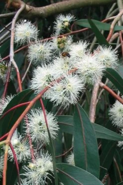 Jersey Girl Cold Hardy Eucalyptus Tree (Eucalyptus Macarthurii) - 3 Quart Pot 18 Jersey Girl Cold Hardy Eucalyptus Tree (Eucalyptus Macarthurii) - 3 Quart Pot -Garden Plant Shop Eucalyptus Jersey Girl 1 5