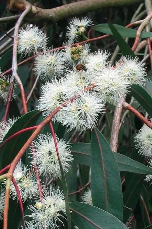 Jersey Girl Cold Hardy Eucalyptus Tree (Eucalyptus Macarthurii) - 3 Quart Pot 9 Jersey Girl Cold Hardy Eucalyptus Tree (Eucalyptus Macarthurii) - 3 Quart Pot - Image 9