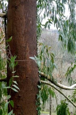 Jersey Girl Cold Hardy Eucalyptus Tree (Eucalyptus Macarthurii) - 6 Pack Of 1 Gallon Pots 17 Jersey Girl Cold Hardy Eucalyptus Tree (Eucalyptus Macarthurii) - 6 Pack Of 1 Gallon Pots -Garden Plant Shop Eucalyptus Jersey Girl 2