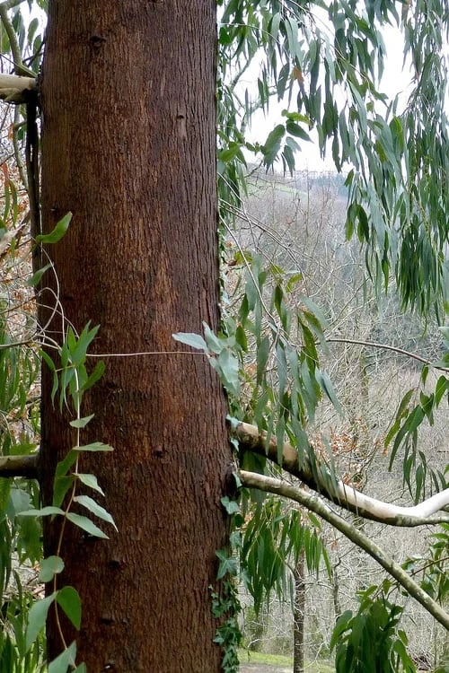 Jersey Girl Cold Hardy Eucalyptus Tree (Eucalyptus Macarthurii) - Quart Pot 8 Jersey Girl Cold Hardy Eucalyptus Tree (Eucalyptus Macarthurii) - Quart Pot - Image 8