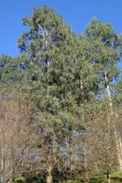 Jersey Girl Cold Hardy Eucalyptus Tree (Eucalyptus Macarthurii) - Quart Pot 13 Jersey Girl Cold Hardy Eucalyptus Tree (Eucalyptus Macarthurii) - Quart Pot -Garden Plant Shop Eucalyptus Jersey Girl 3 4