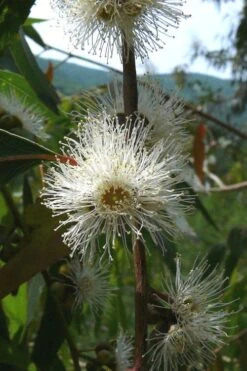 Jersey Girl Cold Hardy Eucalyptus Tree (Eucalyptus Macarthurii) - 6 Pack Of 1 Gallon Pots 15 Jersey Girl Cold Hardy Eucalyptus Tree (Eucalyptus Macarthurii) - 6 Pack Of 1 Gallon Pots -Garden Plant Shop Eucalyptus Jersey Girl 4
