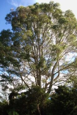 Jersey Girl Cold Hardy Eucalyptus Tree (Eucalyptus Macarthurii) - 3 Gallon Pot -Garden Plant Shop Eucalyptus Jersey Girl 6 1