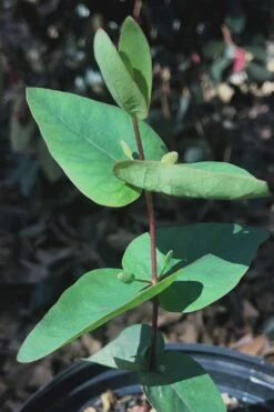 Jersey Girl Cold Hardy Eucalyptus Tree (Eucalyptus Macarthurii) - 6 Pack Of 1 Gallon Pots 16 Jersey Girl Cold Hardy Eucalyptus Tree (Eucalyptus Macarthurii) - 6 Pack Of 1 Gallon Pots -Garden Plant Shop Eucalyptus Jersey Girl 7