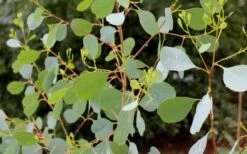 Lucky Country Cold Hardy Eucalyptus Tree (Eucalyptus Camphora) - 3 Gallon Pot -Garden Plant Shop Eucalyptus Lucky Country 1 3
