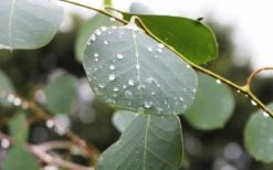 Lucky Country Cold Hardy Eucalyptus Tree (Eucalyptus Camphora) - 3 Gallon Pot -Garden Plant Shop Eucalyptus Lucky Country 2 3