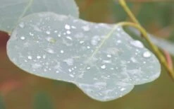 Lucky Country Cold Hardy Eucalyptus Tree (Eucalyptus Camphora) - 5 Gallon Pot -Garden Plant Shop Eucalyptus Lucky Country 3