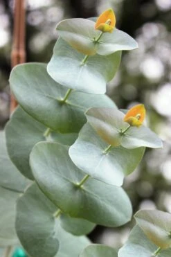 Luna Cold Hardy Eucalyptus Tree (Eucalyptus Perriniana) - 3 Quart Pot -Garden Plant Shop Eucalyptus Luna 1 2