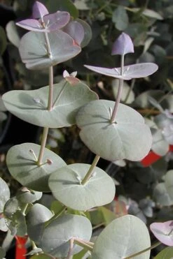 Luna Cold Hardy Eucalyptus Tree (Eucalyptus Perriniana) - Quart Pot -Garden Plant Shop Eucalyptus Luna 13 1