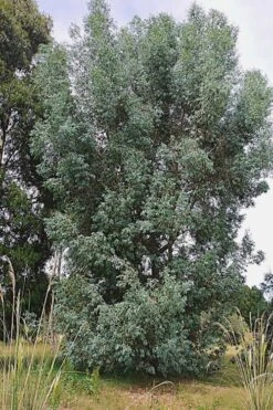Luna Cold Hardy Eucalyptus Tree (Eucalyptus Perriniana) - 1 Gallon Pot -Garden Plant Shop Eucalyptus Luna 5 3