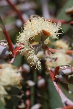 Luna Cold Hardy Eucalyptus Tree (Eucalyptus Perriniana) - 1 Gallon Pot -Garden Plant Shop Eucalyptus Luna 6 3
