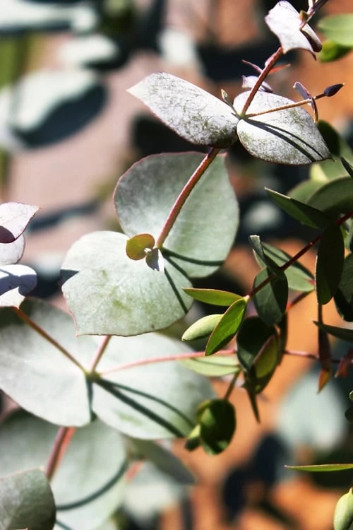 Maggie Cold Hardy Eucalyptus Tree (Eucalyptus Nova Anglica) - 1 Gallon Pot 6 Maggie Cold Hardy Eucalyptus Tree (Eucalyptus Nova Anglica) - 1 Gallon Pot - Image 6