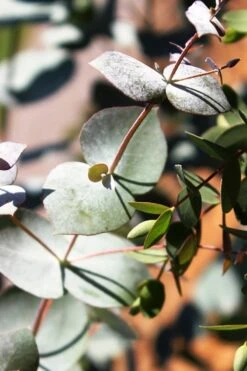 Maggie Cold Hardy Eucalyptus Tree (Eucalyptus Nova Anglica) - Quart Pot 11 Maggie Cold Hardy Eucalyptus Tree (Eucalyptus Nova Anglica) - Quart Pot -Garden Plant Shop Eucalyptus Maggie 10