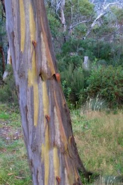 Sheila Cold Hardy Eucalyptus Tree (Eucalyptus Stellulata) - 3 Gallon Pot -Garden Plant Shop Eucalyptus Sheila 10 2