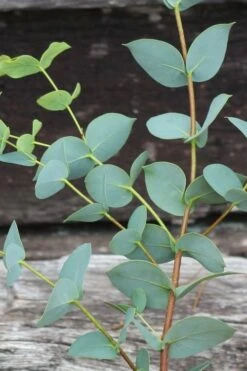 Sheila Cold Hardy Eucalyptus Tree (Eucalyptus Stellulata) - 3 Gallon Pot -Garden Plant Shop Eucalyptus Sheila 2 2