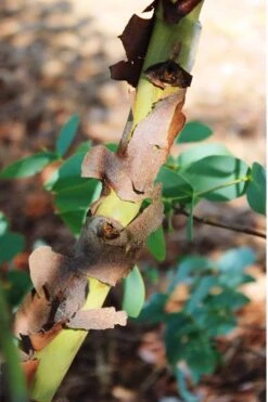 Sheila Cold Hardy Eucalyptus Tree (Eucalyptus Stellulata) - 3 Gallon Pot -Garden Plant Shop Eucalyptus Sheila 9 2