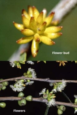 Skinny Minny Hardy Eucalyptus Tree (Eucalyptus Moorei) - Quart Pot 6 Skinny Minny Hardy Eucalyptus Tree (Eucalyptus Moorei) - Quart Pot -Garden Plant Shop Eucalyptus Skinny Minny 1 1