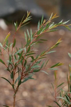 Skinny Minny Hardy Eucalyptus Tree (Eucalyptus Moorei) - Quart Pot 7 Skinny Minny Hardy Eucalyptus Tree (Eucalyptus Moorei) - Quart Pot -Garden Plant Shop Eucalyptus Skinny Minny 2 1