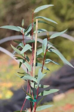 Snow Day Cold Hardy Eucalyptus Tree (Eucalyptus Gregsoniana) - 1 Gallon Pot -Garden Plant Shop Eucalyptus Snow Day 1 3