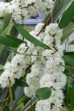 Snow Day Cold Hardy Eucalyptus Tree (Eucalyptus Gregsoniana) - 1 Gallon Pot -Garden Plant Shop Eucalyptus Snow Day 5 3