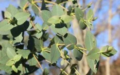 Cab Sav Cold Hardy Eucalyptus Tree (Eucalyptus Rubida) - 3 Gallon Pot -Garden Plant Shop Eucalyptus Tree Cab Sav Rubida 2